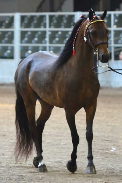 Modern shetland pony