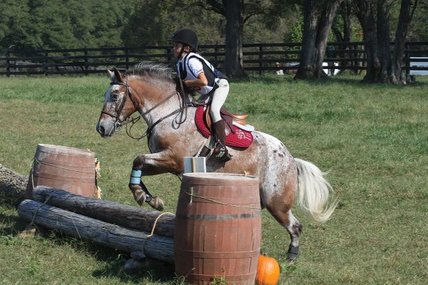 Young eventer jumps pony over small jump
