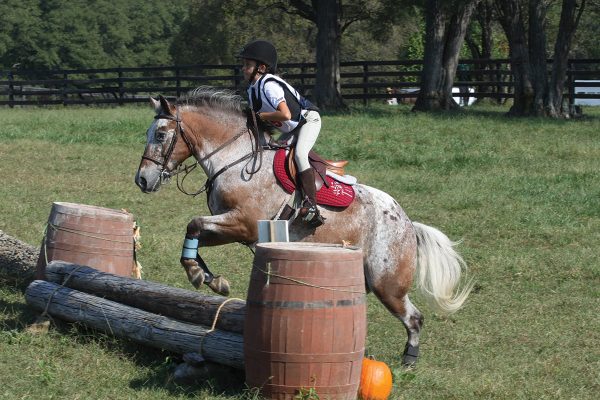Young eventer jumps pony over small jump