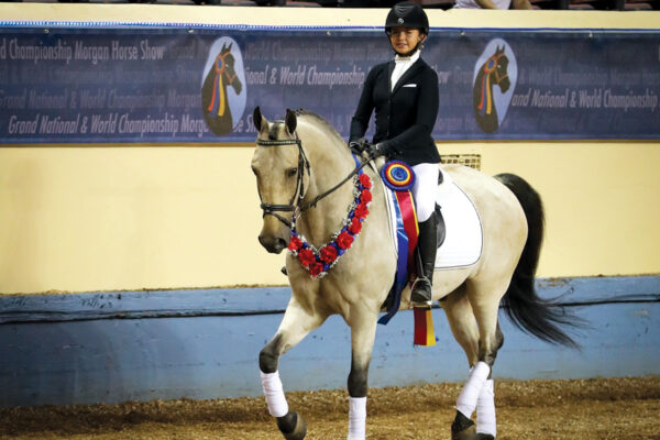 A champion buckskin Morgan hor