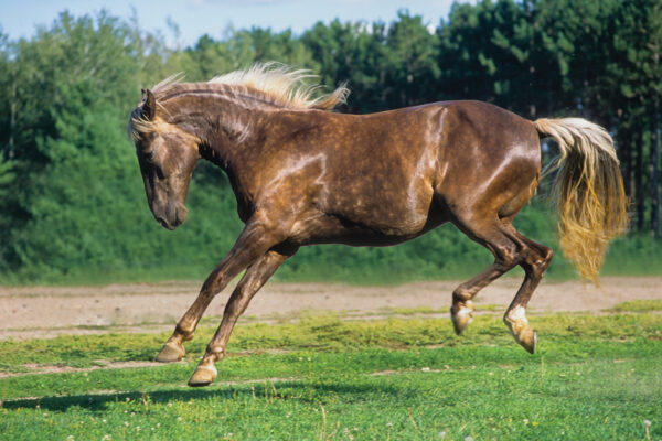 A leaping Rocky Mountain Horse