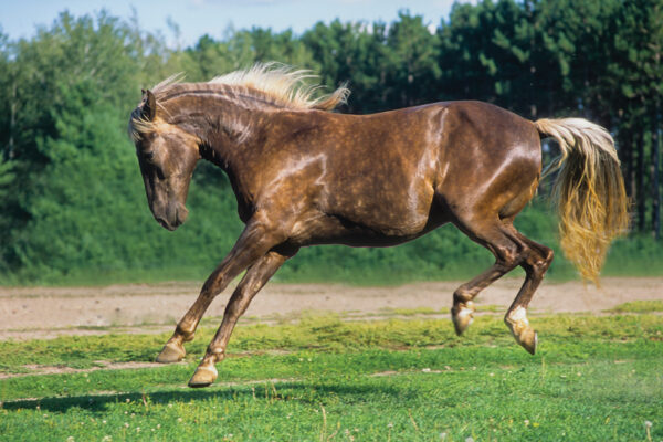 rocky mountain horse silver dapple