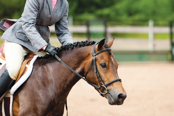 A Welsh Pony of Cob Type (Section C) is the rarest Welsh Pony