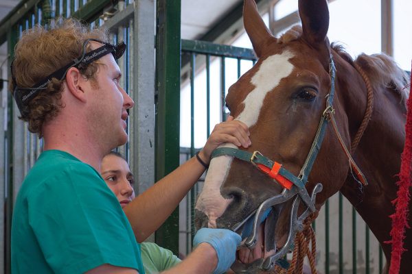 Dental exam of horse