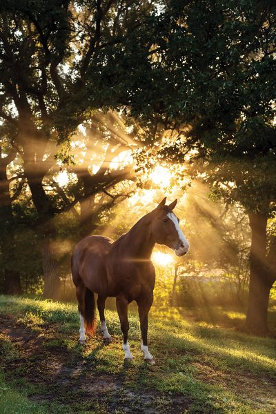 A horse standing in a beautiful sunbeam among the trees