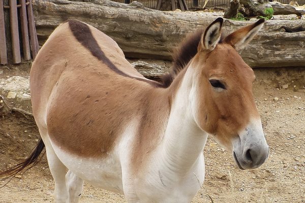 A kiang, or Tibetan wild donkey