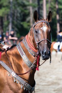 An Akhal-Teke horse in decorative gear
