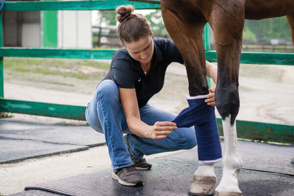 A barn manager wraps a horse's leg