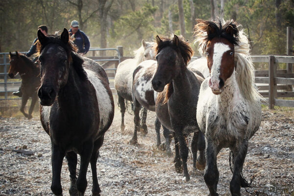 Chincoteague ponies