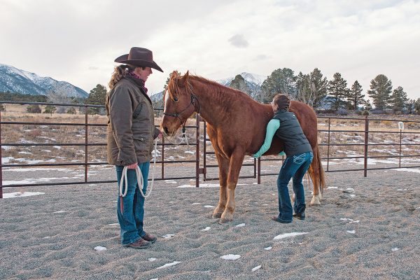 An equine chiropractor performing a belly lift, a topline exercise, on a horse