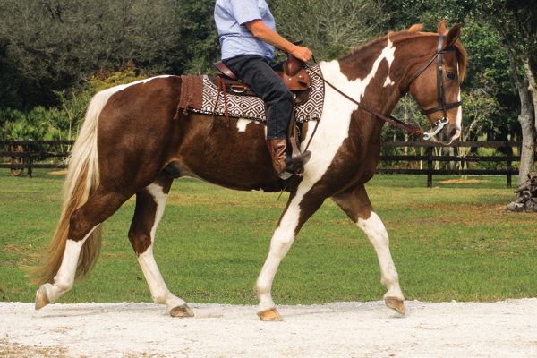 A pinto Missouri Fox Trotting Horse, a gaited breed, showing off its signature gait, the fox trot.