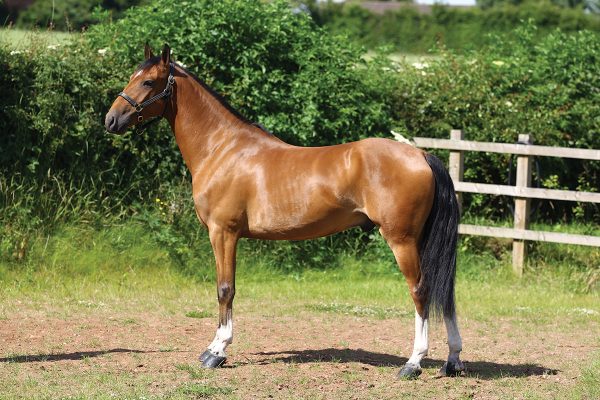 A conformation shot of a Hackney Horse.