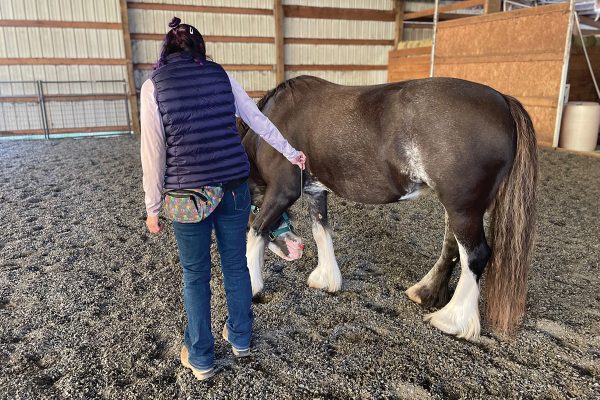 A woman using a target stick while clicker training her horse