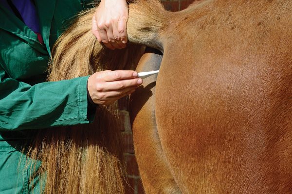 Taking a horse's temperature to detect fever.