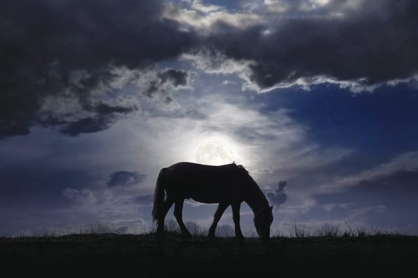 A silhouette of a pony in a field.