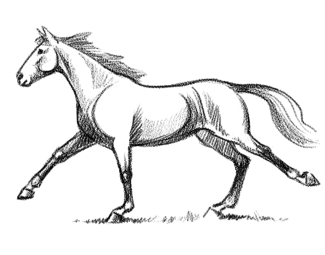 How to Draw Horses: Part 1 - In Black & White