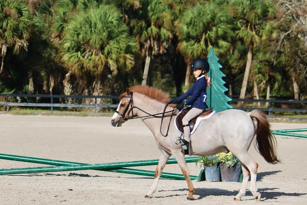 A young rider on a red roan pony.