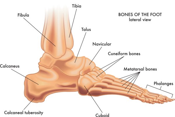 A graphic of the human foot with the parts labeled.