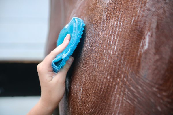 Bathing a horse with a mitt.
