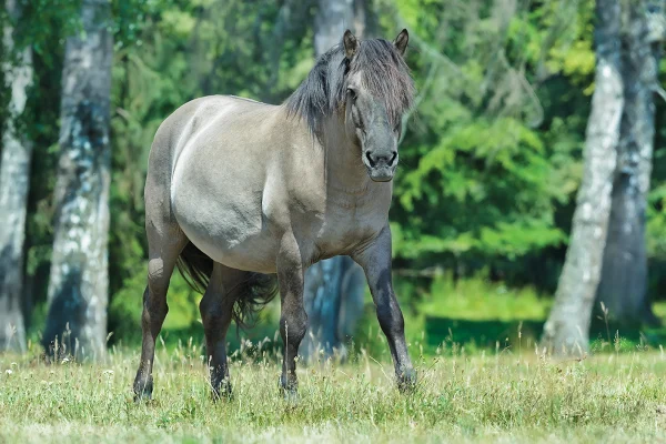 A grullo horse, which is a rare color with unique genetics.