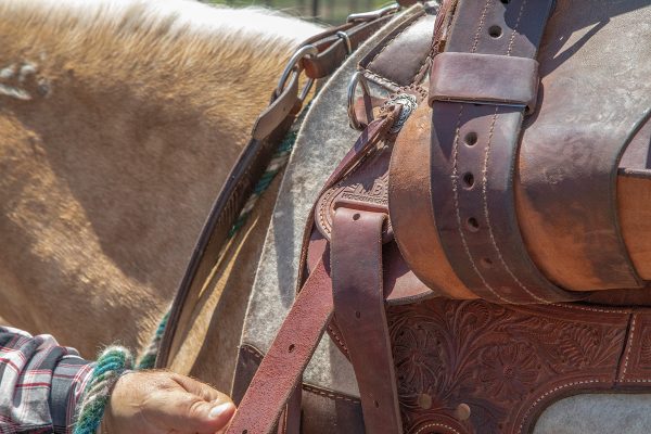 Tucking the excess latigo strap through the latigo keeper while tacking up with a western saddle.
