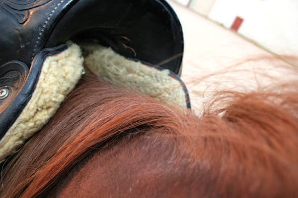 A western saddle that fits a horse too narrowly.