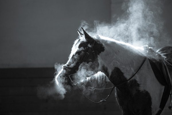 Steam coming off a horse warm from exercise in the winter.