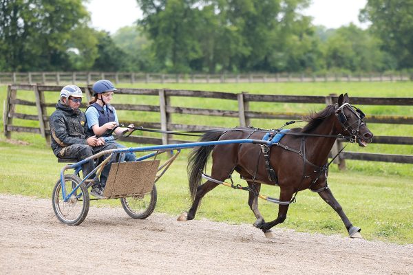 A Standardbred pulling a two-person sulky.