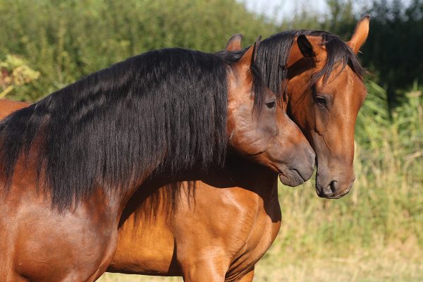 Two Cleveland Bay horses interacting with each other.