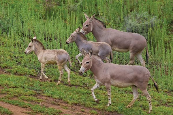 Several of the Somali wild donkeys, which are wild relatives of the horse, at the San Diego Zoo Safari Park