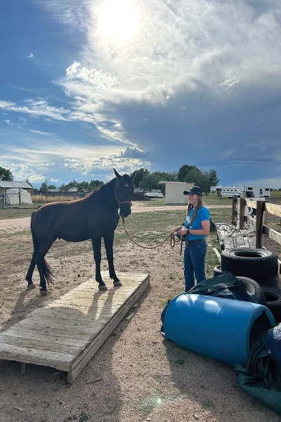 Working with a horse on unique skills and desensitization.