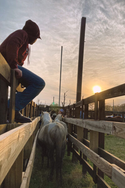 Horses in chutes to be examined by veterinarians