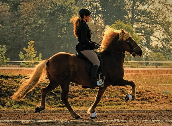 An Icelandic Horse performing its famous tölt gait.