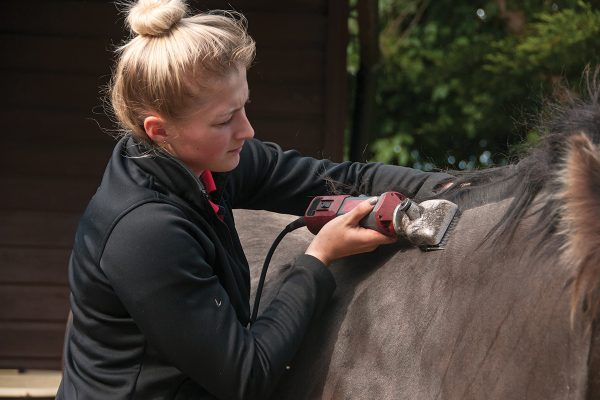 Clipping a horse's coat.