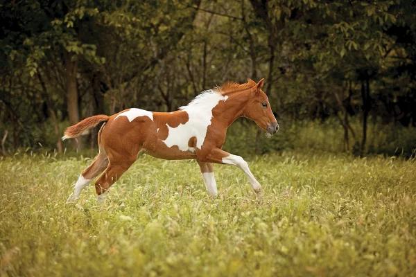 A tobiano Paint foal.