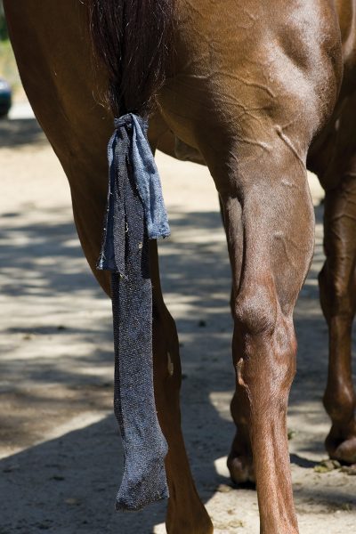 A tail bag over a horse's tail