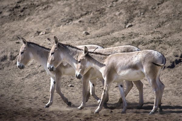 A small herd of Persian onagers, an endangered subspecies of Asiatic wild donkey