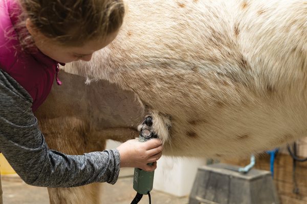 A girl showing how to clip her pony