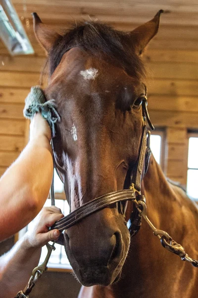 Cleaning a horse's face gently with a clean, damp cloth, which is a key piece of professional horse grooming advice.