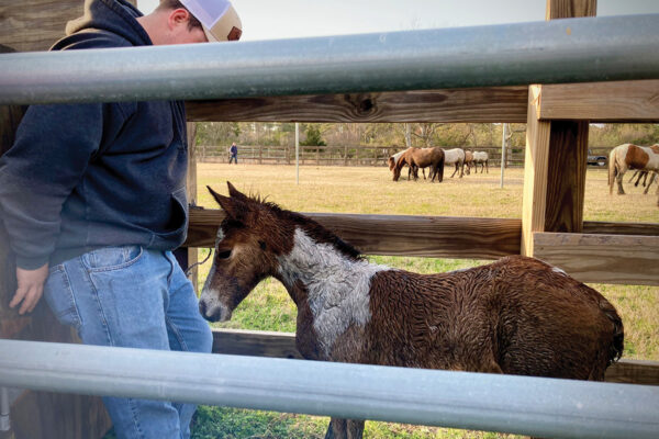 A Chincoteague pony foal