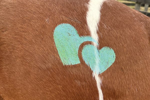 The stencil's end result: a heart design.