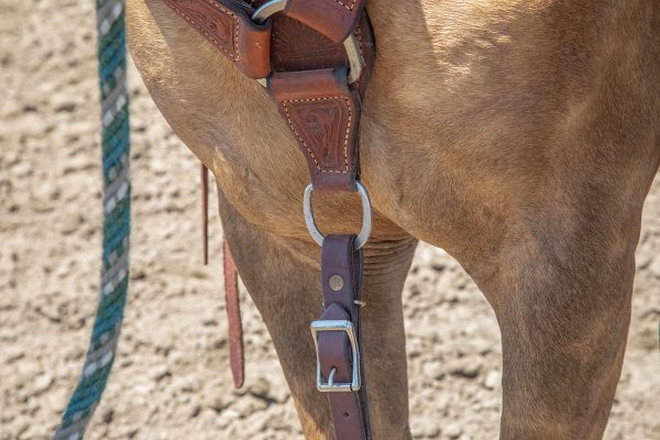 A breast collar on a palomino horse.