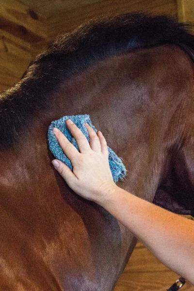 Using a towel with coat conditioner to bring out shine.