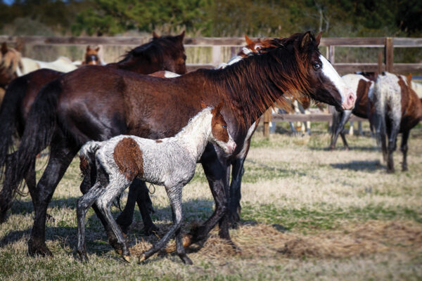 Chincoteague ponies with a foal