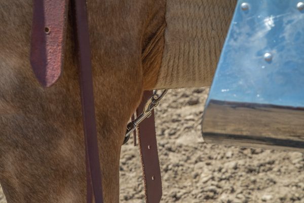 Securing the breast collar by running it between the horse’s front legs and snapping to the cinch ring while tacking up a horse in western tack.