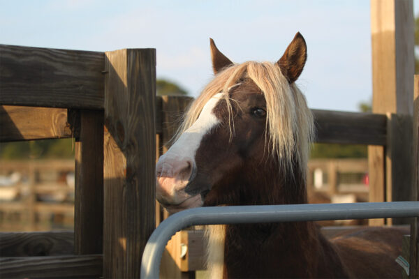 A dark chestnut stallion with an impressive flaxen forelock