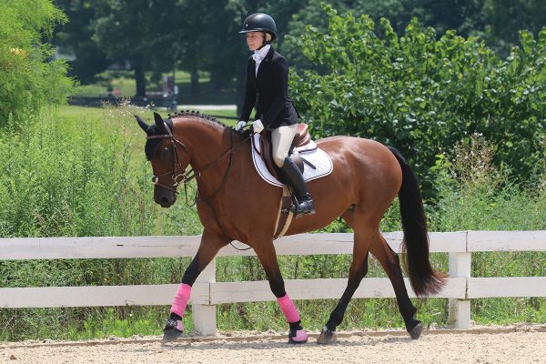 A young rider trots her horse