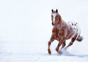 Appaloosa horse in snow. 