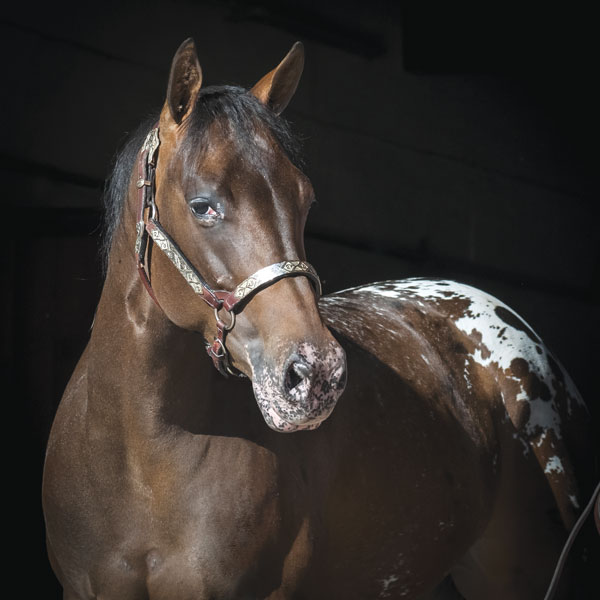 The Appaloosa Horse Breed - Young Rider magazine