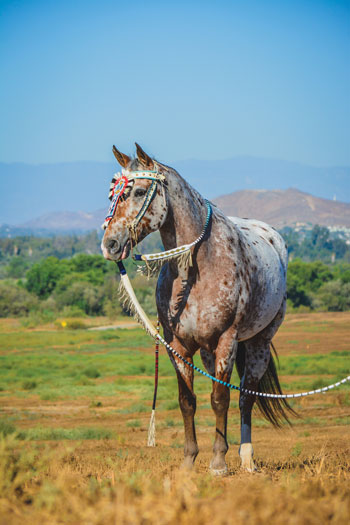 The Appaloosa, or Palouse Horse - Western Horseman